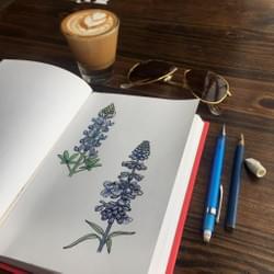 Bluebonnet and Purple Sage Study, prismacolor and ink Bluebonnet and Purple Sage Study, prismacolor and ink