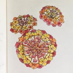 Lantana Wildflower Study, prismacolor and ink Lantana Wildflower Study, prismacolor and ink