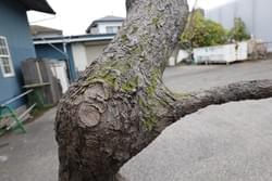 竹風堂 FRP擬木 竹風堂 FRP擬木