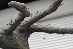 竹風堂 FRP擬木 竹風堂 FRP擬木