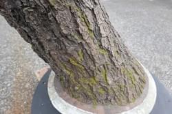 竹風堂 FRP擬木 竹風堂 FRP擬木