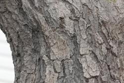 竹風堂 FRP擬木 竹風堂 FRP擬木