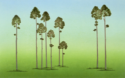 杉木立(Ⅲ) 杉木立(Ⅲ)