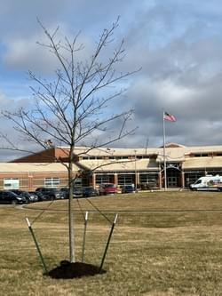 Ramsey Foundation Tree Donation