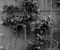 Urban 'Greenery' Urban 'Greenery'