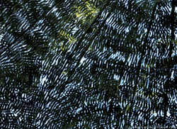 Under a Fern Canopy Under a Fern Canopy