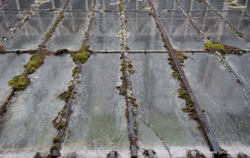 Mossy Glasshouse Mossy Glasshouse