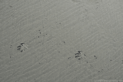 Paw Prints Paw Prints