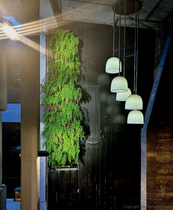 City Ferns City Ferns