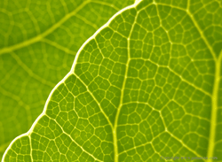Sunlit leaves Sunlit leaves