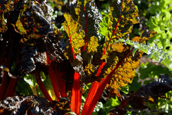 One for the vege lovers One for the vege lovers