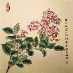 Crape myrtle (size 33x33cm). Price 800,- Euro
