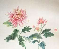 Chrysanthemum (size 21x30cm). Price 300,- Euro