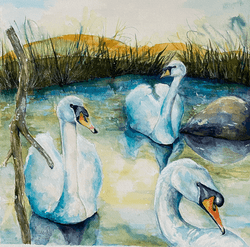 Local Swans. Watercolor Local Swans. Watercolor