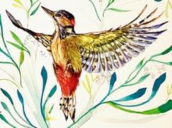 Woodpecker Flight. Watercolor Woodpecker Flight. Watercolor