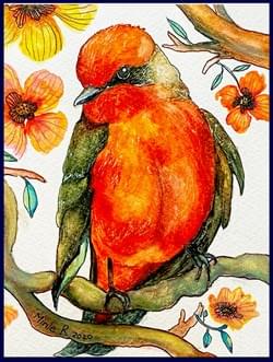 Vermillion Fly Snapper Vermillion Fly Snapper