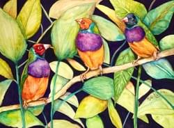 Goldian Finches. Watercolor Goldian Finches. Watercolor