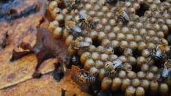 Melipona Honey Melipona Honey