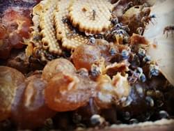 Melipona Honey Melipona Honey