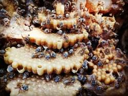 Melipona Honey Melipona Honey