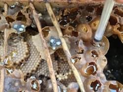Melipona Honey Melipona Honey