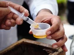 Melipona Honey Melipona Honey