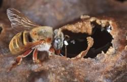 Melipona Honey Melipona Honey