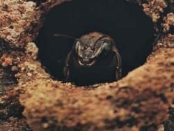 Melipona Honey Melipona Honey
