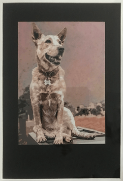 Aussie Cattle Dog $250 Aussie Cattle Dog $250