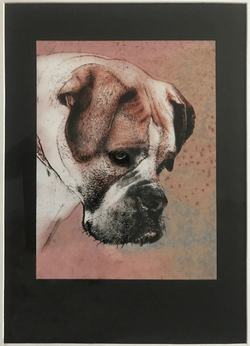 Boxer Dog $250 Boxer Dog $250