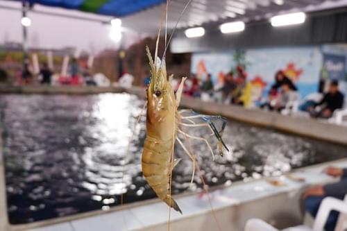 甜蜜釣蝦派對