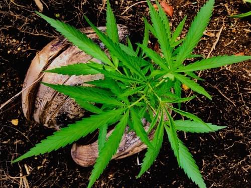 420 Vacation In St Vincent and the Grenadines