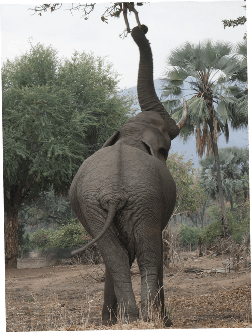 Game Drives and Rhino Walk
