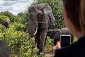 Game Drive Safari And Rhino Walk