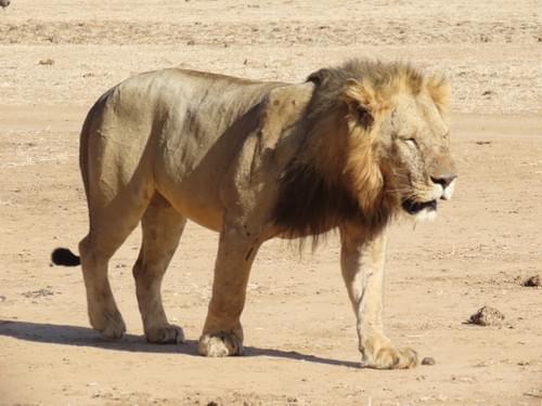 Chobe Full Day Safari