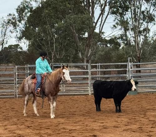 Intro to cows