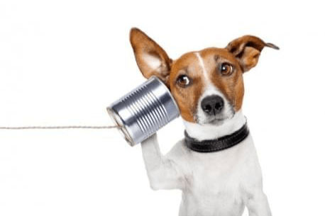 Appel de 15 min avec un Manager de Dogup Pro