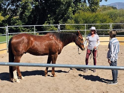 Natural Horsemanship & Groundwork