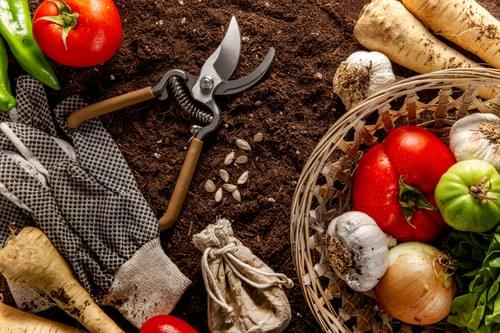 Sustainable Farming Techniques
