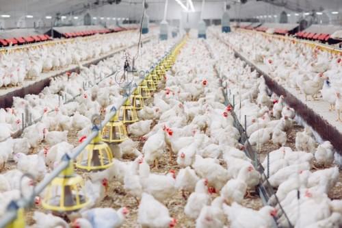 Advanced Poultry Management