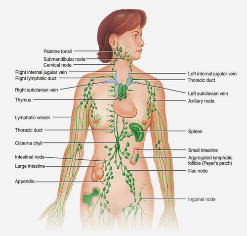 Lymphatic Drainage (Mobile service, Please text to 323-416-9092 to make appointment)