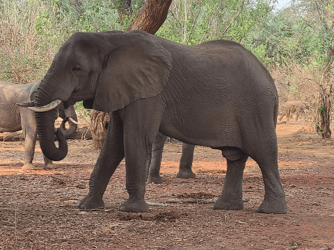 Chobe Half Day Safari