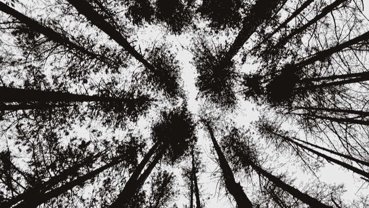 A view from the forest floor looking straight up at tall, straight tree trunks rising toward the sky. The trees are densely packed, their dark trunks converging toward the centre of the image and creating a radial pattern. Light filters through the sparse canopy above, contrasting the pale sky with the darker vertical lines of the trees and giving a strong sense of height and depth. A view from the forest floor looking straight up at tall, straight tree trunks rising toward the sky. The trees are densely packed, their dark trunks converging toward the centre of the image and creating a radial pattern. Light filters through the sparse canopy above, contrasting the pale sky with the darker vertical lines of the trees and giving a strong sense of height and depth.
