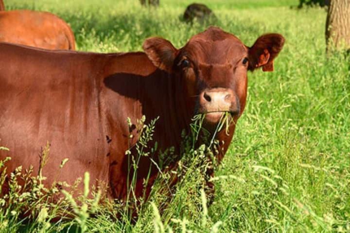 Nachhaltige Viehzucht auf der Polyface Farm von Joel Salatin Nachhaltige Viehzucht auf der Polyface Farm von Joel Salatin