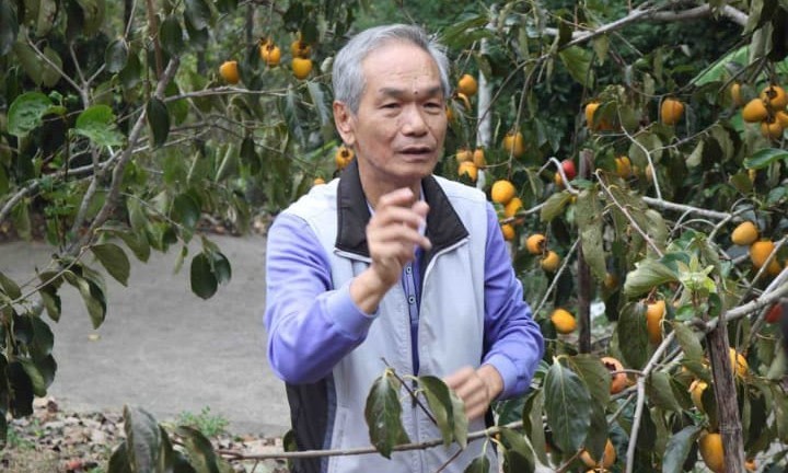 柿子 柿子