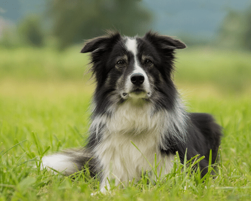 State of the art Kennels - Country Dogs Boarding Kennels & Cattery State of the art Kennels - Country Dogs Boarding Kennels & Cattery