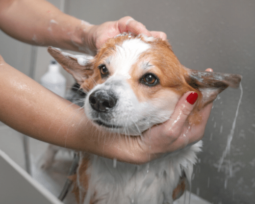 Grooming - Country Dogs Boarding Kennels & Cattery Grooming - Country Dogs Boarding Kennels & Cattery