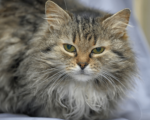 Purpose built cattery - Country Dogs Boarding Kennels & Cattery Purpose built cattery - Country Dogs Boarding Kennels & Cattery