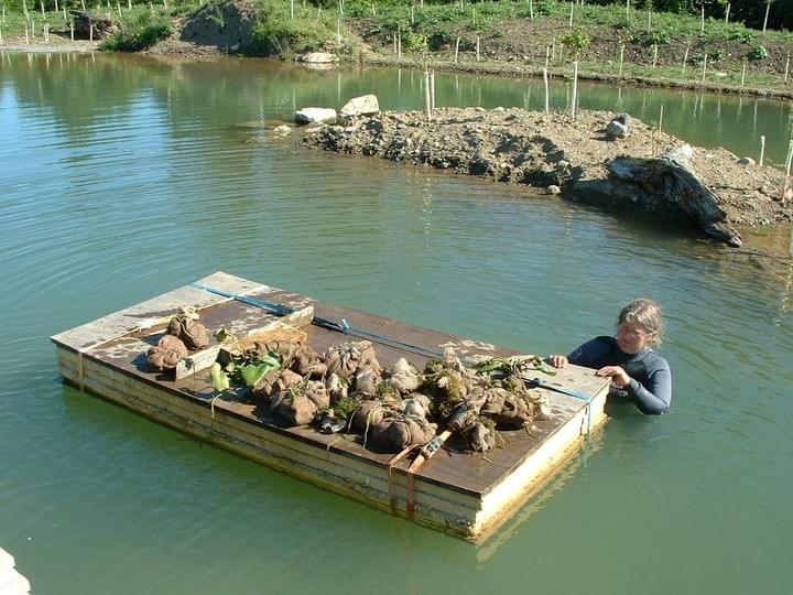 Planting aquatic plants - Natural Landscapers Planting aquatic plants - Natural Landscapers