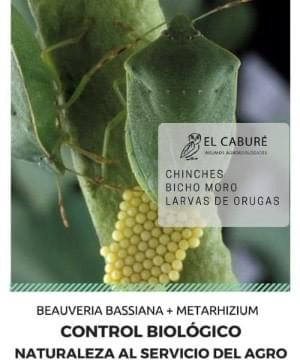 CONTROL BIOLÓGICO DE CHINCHES, BICHO MORO Y LARVAS DE ORUGAS CONTROL BIOLÓGICO DE CHINCHES, BICHO MORO Y LARVAS DE ORUGAS
